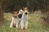 FOX TERRIER 553